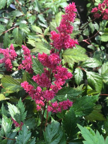 Plumes of red flowers rising above green leaves