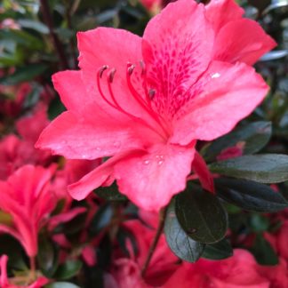 Close-up of pink azalea flowers surrounded by green leaves