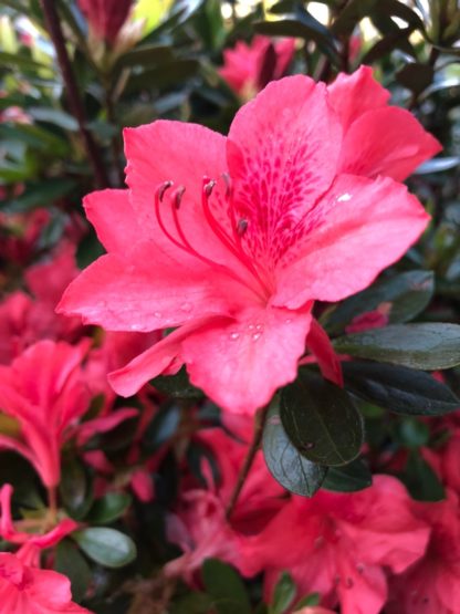 Close-up of pink azalea flowers surrounded by green leaves