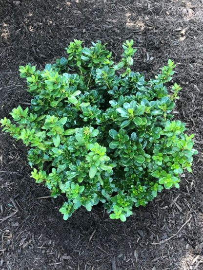 Small green shrub with bright green leaves in garden with mulch