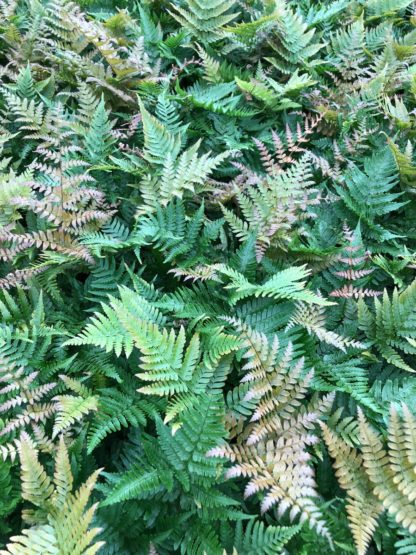 Fern leaves with green and reddish-golden leaves