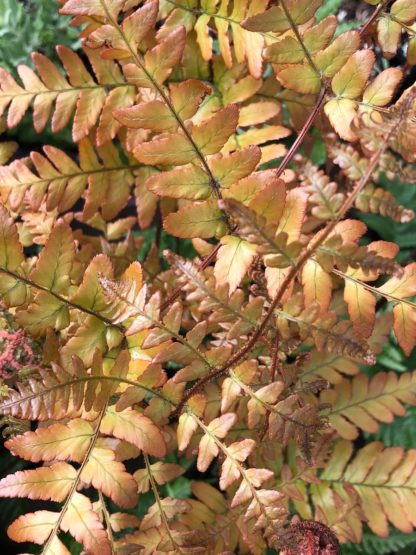 Fern leaves that are golden-reddish in color