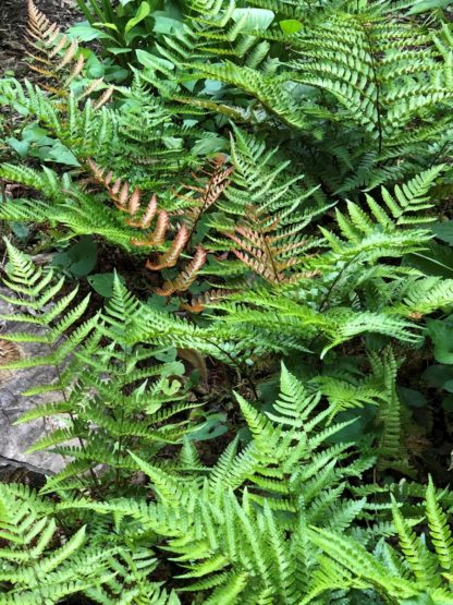 Ferns in garden with green and reddish-bronzy leaves