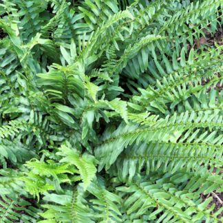 Fern leaves with soft light-green foliage