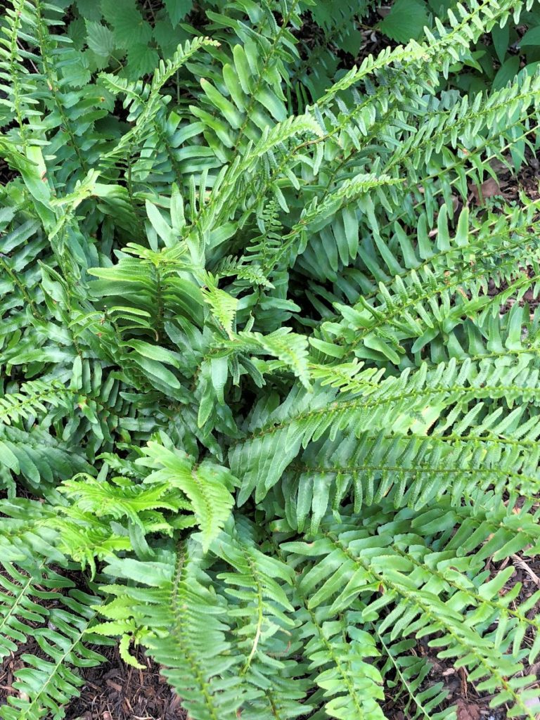 Buy Christmas Fern Plants Online Stadler Nurseries