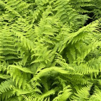 hayscented ferns