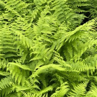 Fern leaves with soft light-green foliage