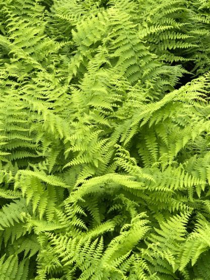 Fern leaves with soft light-green foliage