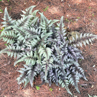 Fern with silver and green foliage in garden with pine needles