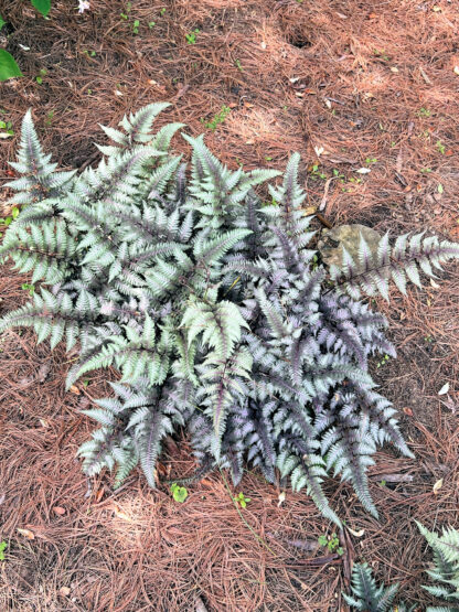 Fern with silver and green foliage in garden with pine needles