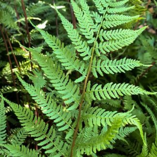 Fern leaves with soft light-green foliage