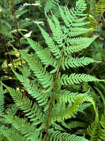 Fern leaves with soft light-green foliage