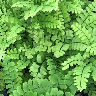 Fern leaves with soft light-green foliage