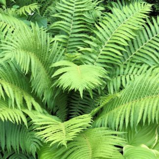 Large fern with light-green leaves in garden