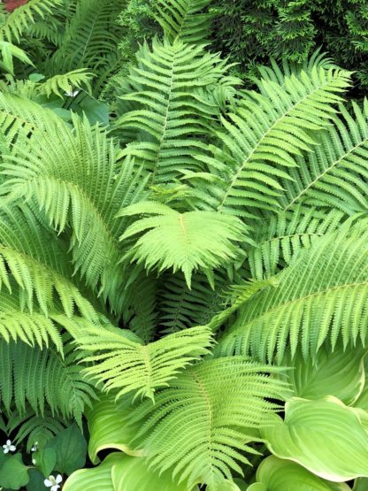 Large fern with light-green leaves in garden
