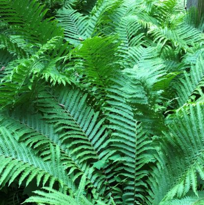 Grove of tall ferns growing in garden