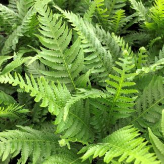 Fern leaves with soft light-green foliage