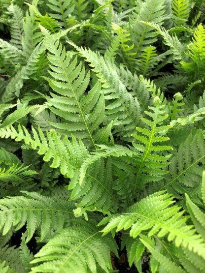 Fern leaves with soft light-green foliage