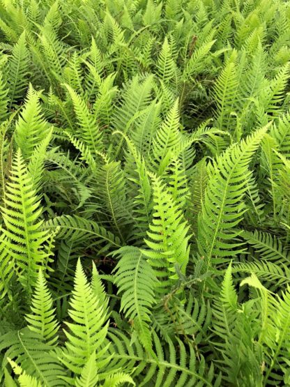 Fern leaves with soft light-green foliage