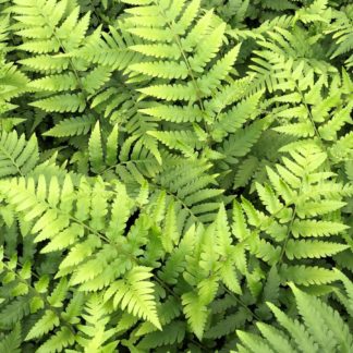 Fern leaves with soft light-green foliage