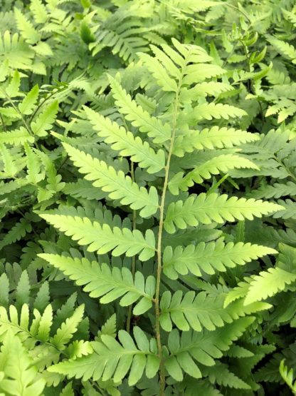 Fern leaves with soft light-green foliage