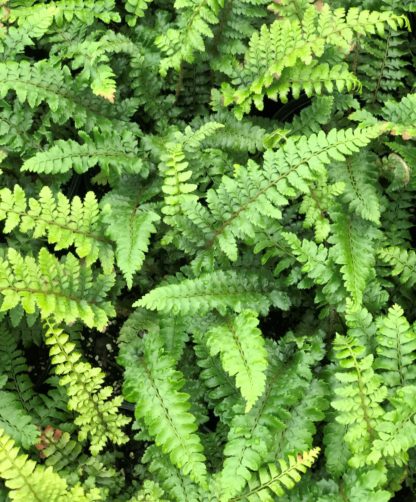 Fern leaves with soft light-green foliage