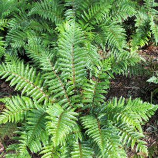 Fern plants with dark-green leaves planted in garden
