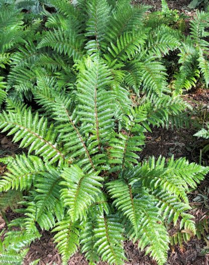 Fern plants with dark-green leaves planted in garden