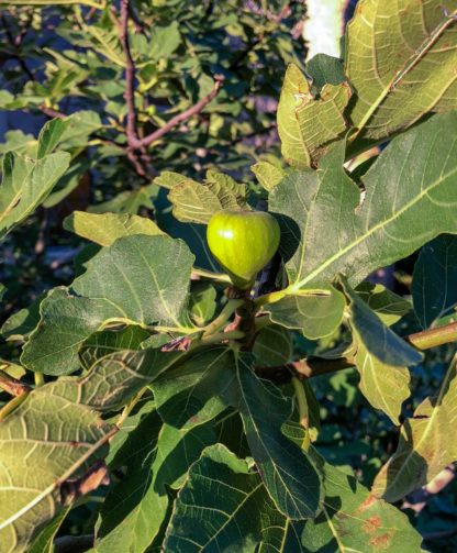 Large leaves surrounding fig fruit