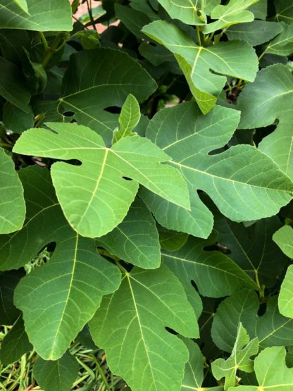 Close-up of large green leaves