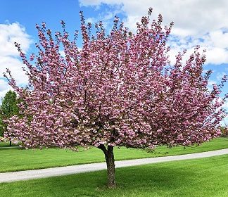 Flowering Trees