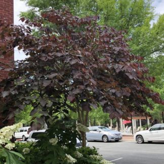Mature tree with purple leaves next to street and building