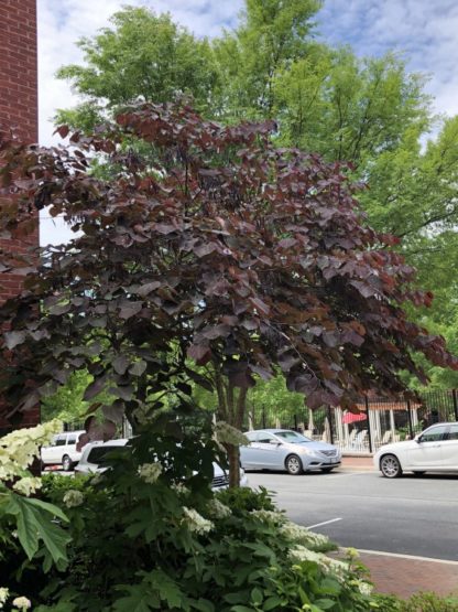 Mature tree with purple leaves next to street and building