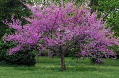 Mature tree covered in pink flowers in lawn