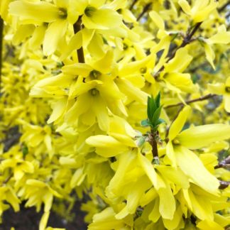 Close-up of soft-yellow flowers lining shrub branches