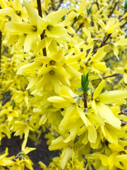 Close-up of soft-yellow flowers lining shrub branches