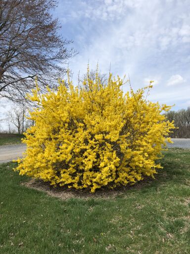 Large shrub with bright-yellow flowers in lawn