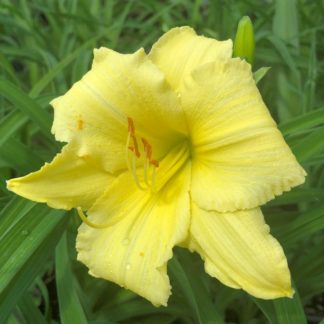 Large, cupped, yellow flower surrounded by grass-like foliage
