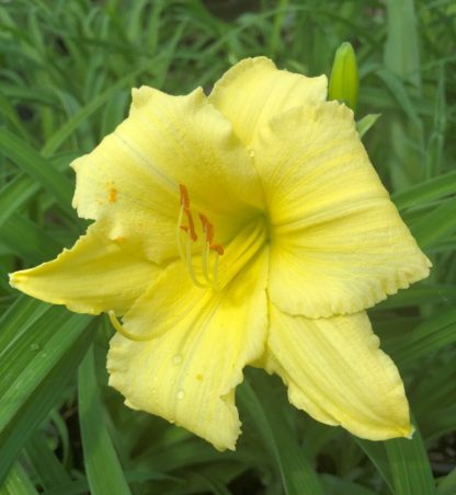 Large, cupped, yellow flower surrounded by grass-like foliage