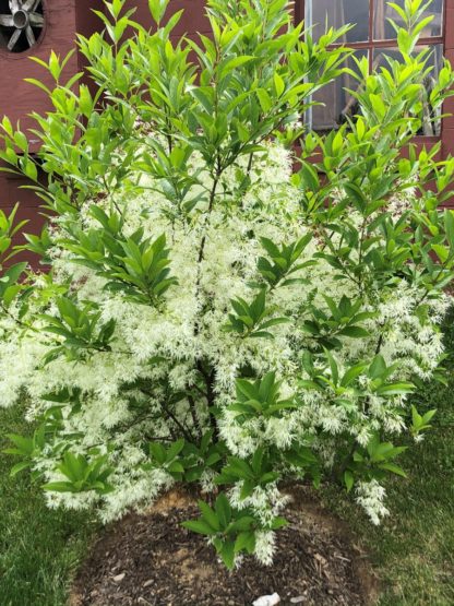 Small shrub with green leaves and fluffy white flowers in front of house