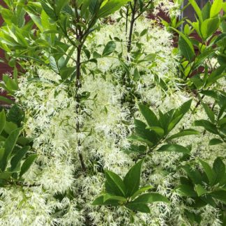 Branches with green leaves and fluffy white flowers