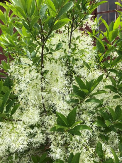 Branches with green leaves and fluffy white flowers