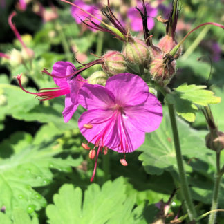 Close-up of small, bright-purple flower surrounded by green leaves