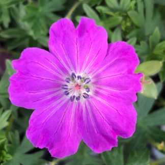 Close-up of small, bright-pink flower with white center surrounded by green leaves