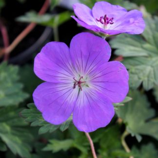 Close-up of two, small, bright-purple flowers with white centers surrounded by green leaves