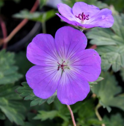 Close-up of two, small, bright-purple flowers with white centers surrounded by green leaves