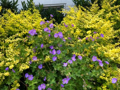 Close-up of small, purple flowers on tall stems surrounded by green leaves planted in front of yellow shrubs