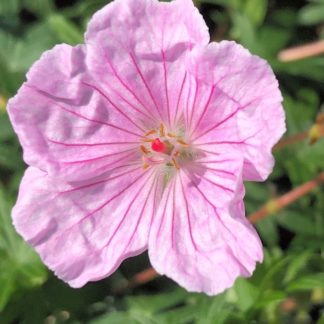 Close-up of small, light-pink flower surrounded by green leaves