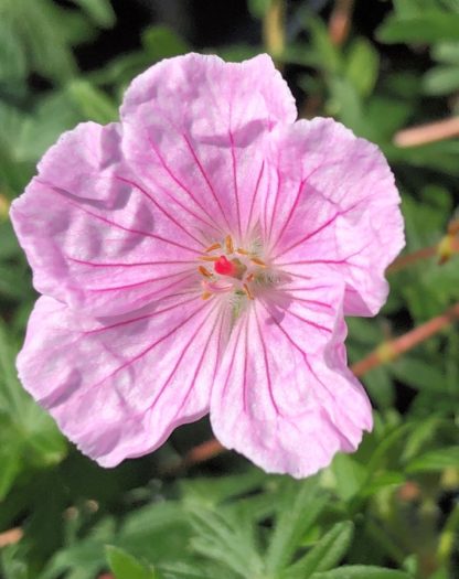 Close-up of small, light-pink flower surrounded by green leaves