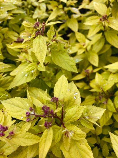 Close-up of yellow leaves and tiny dark-pink flower buds